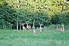 PICS taken last week-deer2.jpg