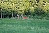 PICS taken last week-deer3.jpg