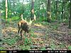Real good CT buck shows up on camera-mfdc6431.jpg