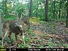Real good CT buck shows up on camera-mfdc6480.jpg