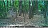 Public 9pt-trail-cam-2.jpg