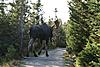  World Record P&Y Moose; great bow hunting-moose2.jpg