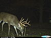 Some Recent Trail Cam Bucks-cdy_0036.jpg