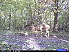 Some Recent Trail Cam Bucks-cdy_0386.jpg
