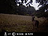 Some Recent Trail Cam Bucks-icam0016.jpg