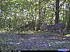 Some Recent Trail Cam Bucks-cdy_0022.jpg