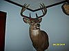 LOOK at this New York buck 6+ years old-dsci0074003.jpg