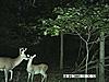 Big bodied buck or small doe?-pic0002.jpg