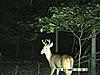 Big bodied buck or small doe?-pic0006.jpg