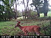 Just a couple of nice trail cam pics-047.jpg