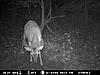 Just a couple of nice trail cam pics-deer-4site.jpg