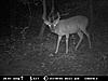 Just a couple of nice trail cam pics-7-25-09-trail-cam-pics-048.jpg
