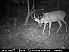 Just a couple of nice trail cam pics-7-25-09-trail-cam-pics-053.jpg