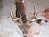 BIG Delaware 9 point Down!!!-ron-s-deer-115.jpg