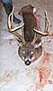 BIG Delaware 9 point Down!!!-ron-s-deer-119.jpg