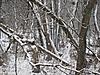 Pictures of your tree stands from the ground-img_0210.jpg