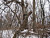 Pictures of your tree stands from the ground-img_0115.jpg