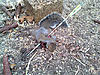 My first squirrel with my bow.-squirrel-1.jpg