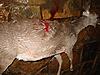 Got a doe the hard way this evening-picture-777.jpg