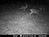 Need help picking a trail cam-picture-311.jpg