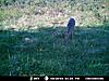 Need help picking a trail cam-picture-314.jpg