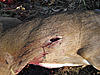 Rage Broadheads?-rage.jpg
