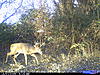 Need help picking a trail cam-cdy_0012-4-.jpg