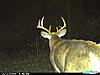 Need help picking a trail cam-cdy_0004-6-.jpg