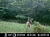 Age these deer-icam0264.jpg