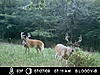Age these deer-icam0279.jpg