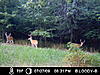 Age these deer-icam0354.jpg