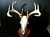 09 buck european mount-1226091050-1-.jpg