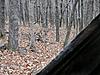 Hunting from the ground with no blind!!-picture-795.jpg