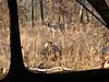 Hunting from the ground with no blind!!-picture-748.jpg