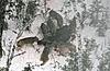 Wolf Protection Poll-wolf-3.jpg