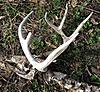 A Shed, A Rack And No Shrooms-arb-buck-5-april-2010.jpg