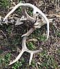 A Shed, A Rack And No Shrooms-arb-buck-6-april-2010.jpg