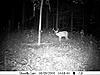 A couple more from the trail cam-deer4-330.jpg
