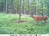 A couple more from the trail cam-deer4-305.jpg