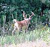 Couple deer that I will be after this fall-img_1089.jpg