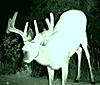 Couple deer that I will be after this fall-tallbrow4x5rj.jpg