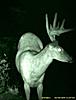 Couple deer that I will be after this fall-sledgerjprofile.jpg