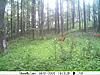 A couple more from the trail cam-deer3-690.jpg