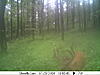 A couple more from the trail cam-deer3-676.jpg