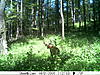 A couple more from the trail cam-deer3-680.jpg