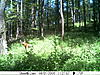 A couple more from the trail cam-deer3-681.jpg