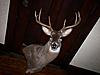 My 09' mount is back!!!!!-09-buck-096.jpg