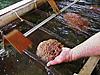 How to cook Catfish Eggs?-catfish-eggs.jpg