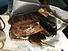  Deep frying Goose....Look inside.-2ac0452f-dc1e-4f33-905a-093f03c9a7c4.jpeg