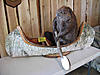 Rhino shoulder mount, raccoon mount and others. Check out list below-beaver-canoe.jpg